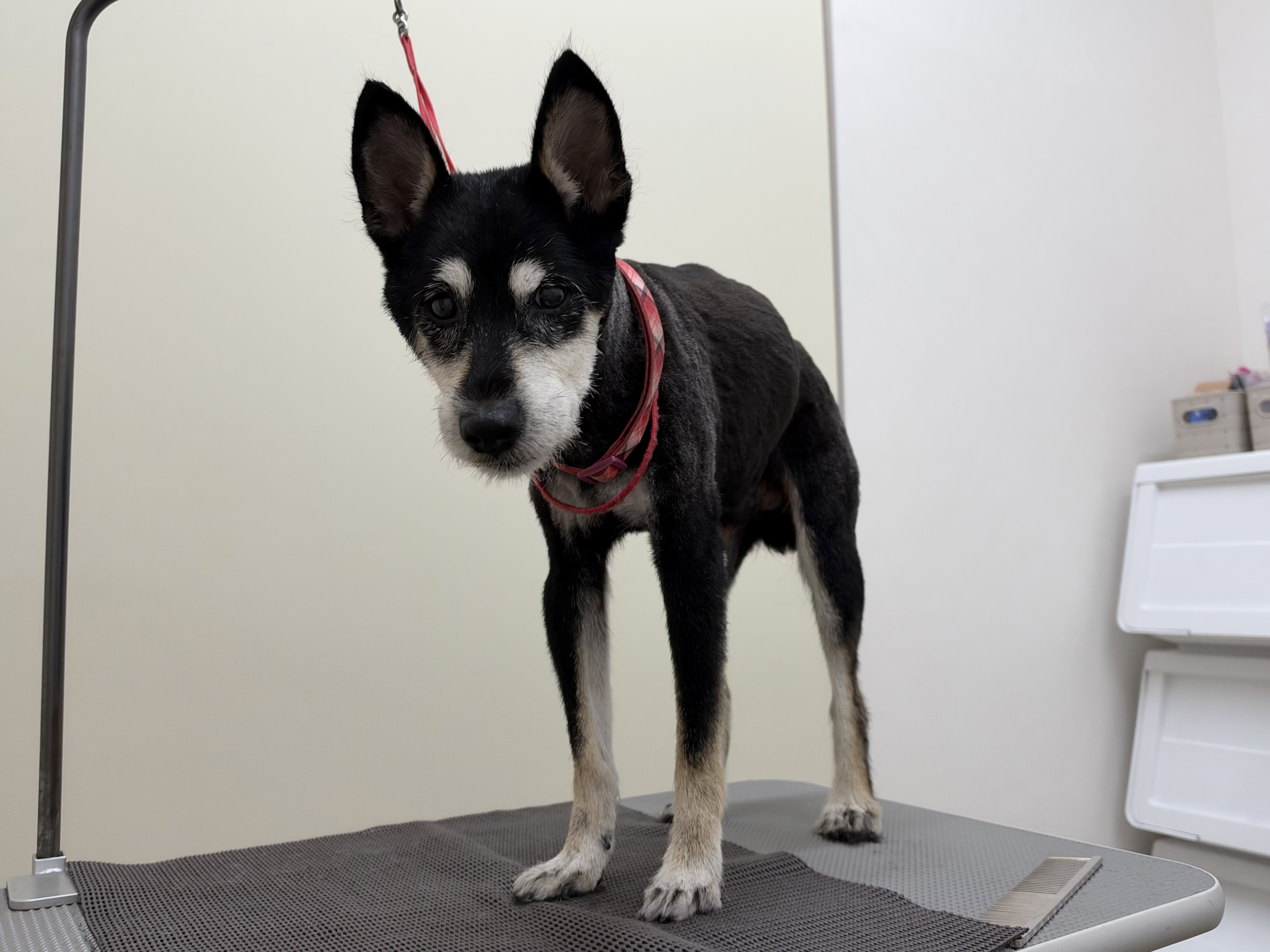 image2 (40)